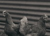 Thumb_195