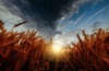 Thumb_282