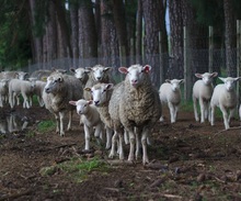 Намеревался купить стадо овец по объявлению, а перечислил миллион рублей мошеннику 