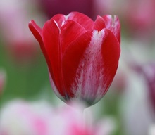 Женщина, заказав к празднику тюльпаны через интернет, заплатила деньги, но цветов не дождалась