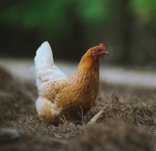 По жалобе соседей суд запретил содержать домашних птиц (кур и гусей) на садовом участке