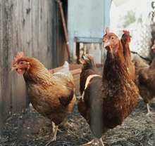 Разведение домашних животных и птицы на садовом участке, не предназначенном для животноводства, является нарушением
