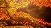 Thumb_27
